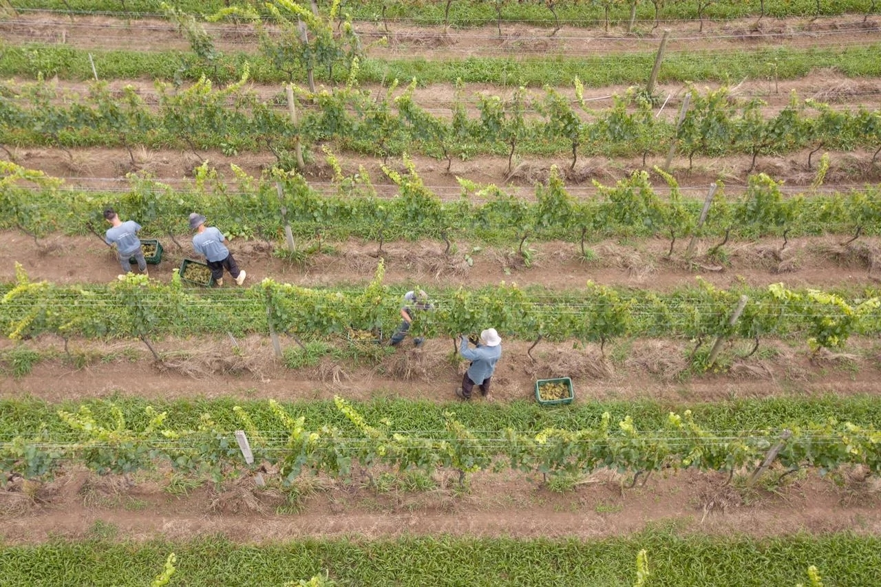 People picking grapes in vineyards.